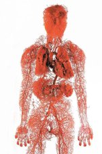blood vessels.jpg