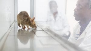 lab-rats-300x169.jpg