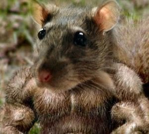 muscle-rat-300x269.jpg