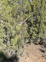 ghillie suit.webp