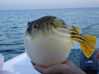 puffer-fish-facts-for-kids.jpg
