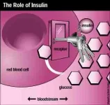 insulin.webp