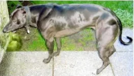 MyostatinMutantWhippet.webp