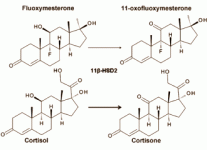fluoxymesteronecortisol2.gif