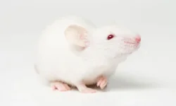 White-mouse-008.webp