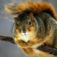 Squirrely