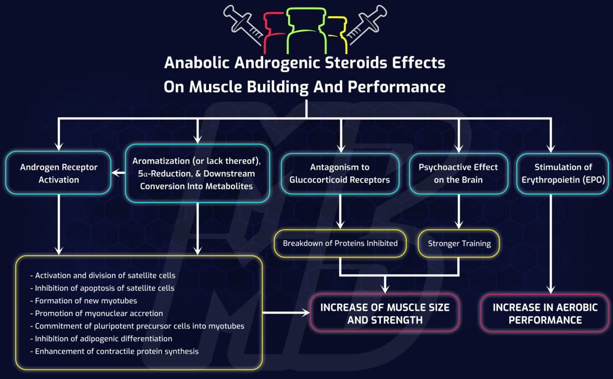 The Anabolic Steroid Family Tree – A Framework That Simplifies How Different Steroids Impact Muscle Building And Performance