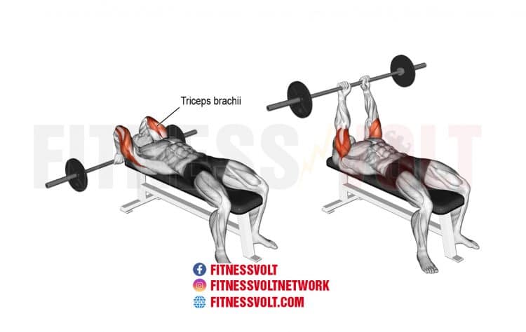 Lying Barbell Triceps Extension