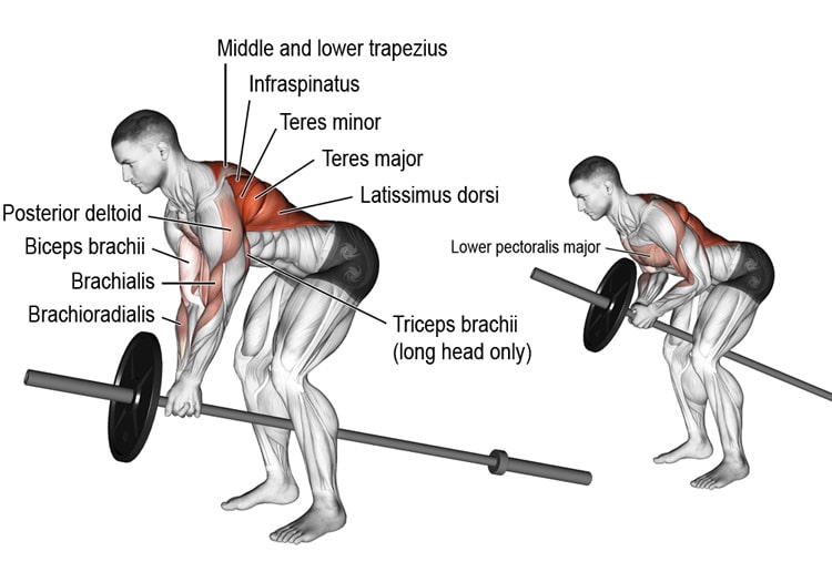 T-Bar Row Your Way To A Cobra Back: How-To, Muscles Worked, and Variations