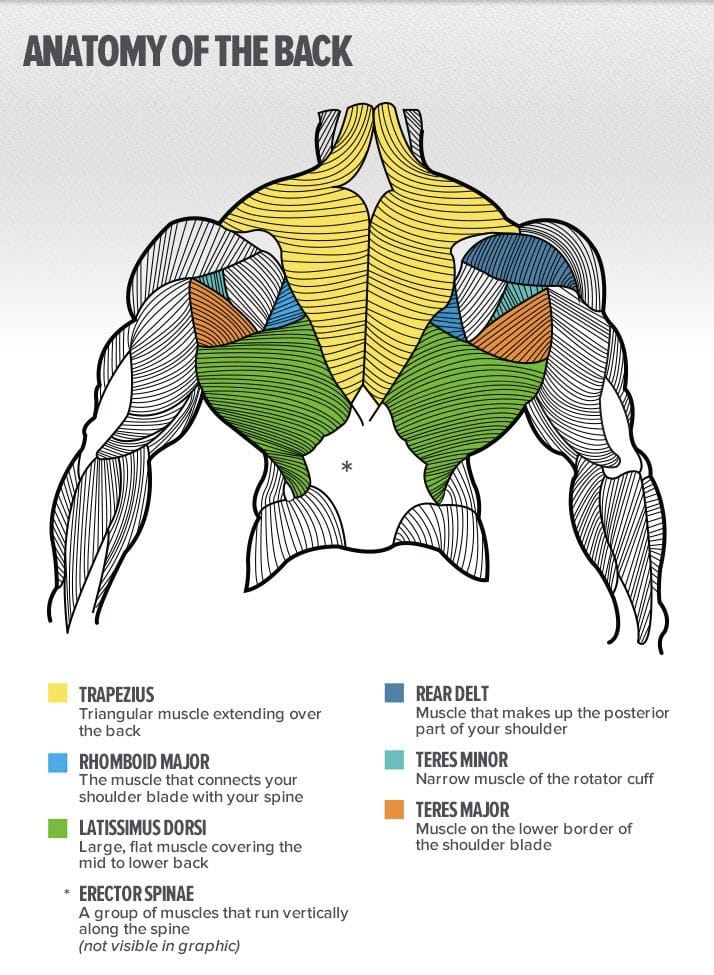 Close Grip Lat Pulldown For a Cobra Back: Techniques, Benefits, and Variations