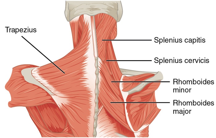 The 10 Best Middle Back Exercises for Strength, Mass, and Better Posture