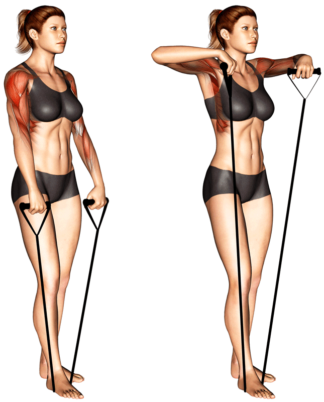 Band-Upright-Row-Muscles-Worked.png