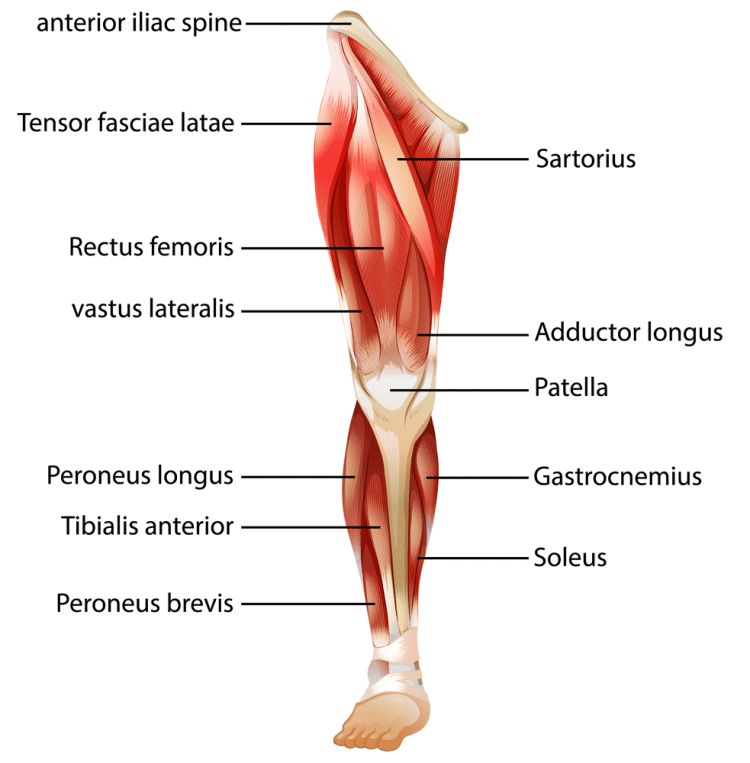Leg-muscle-anatomy-750x763-1.png