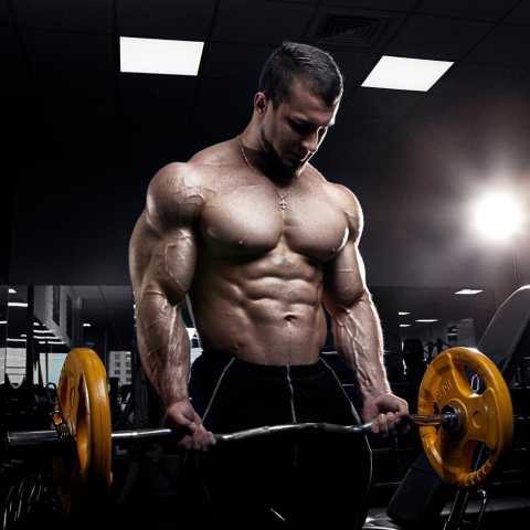 free bodybuilding program