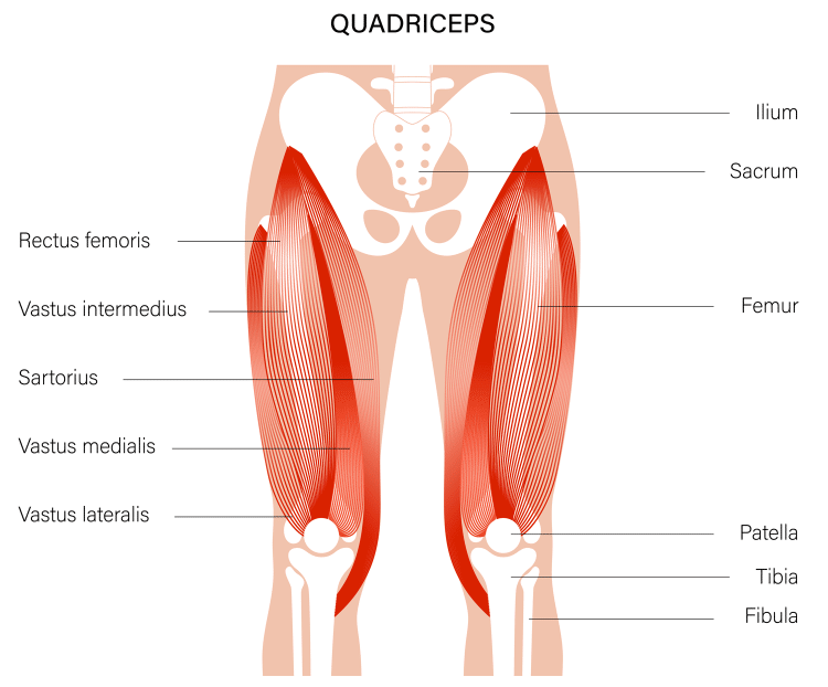 quads-anatomy-750x622-1.png