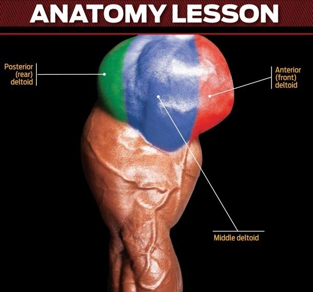 shoulder-anatomy-lesson.jpg
