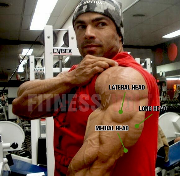 triceps-anatomy-basic.jpg