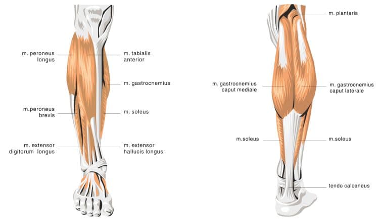 Calf-Anatomy-750x437-1.jpg