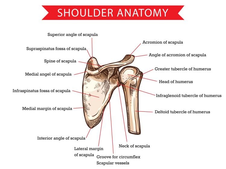 Human-shoulder-anatomy-750x560-1.jpg