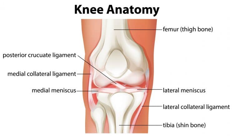 The 10 Best Quad Exercises for Bad Knees
