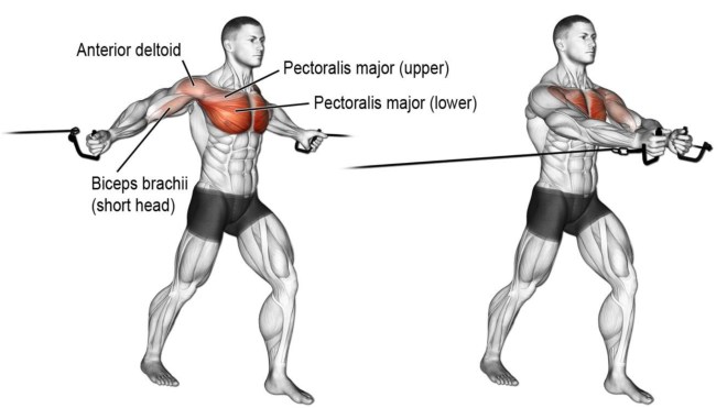 Standing Cable Fly Guide: Muscles Worked, How-To, Benefits, and Alternatives