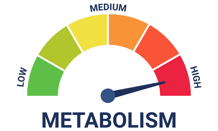 How to Gain Weight with A Fast Metabolism – The Best Strategies and Tips