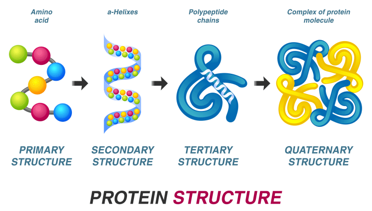 Protein Structure