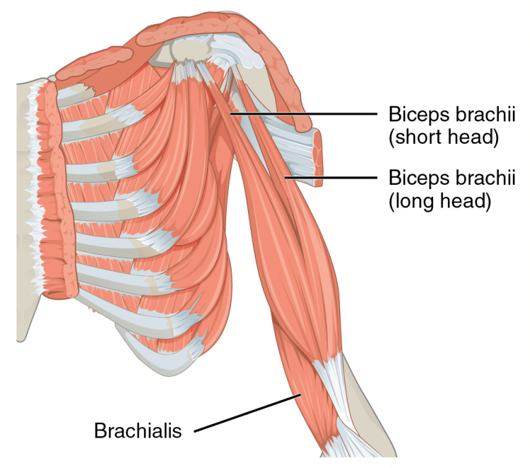 muscles-that-move-the-forearm-humerus-flex-sin-750x663-1.png