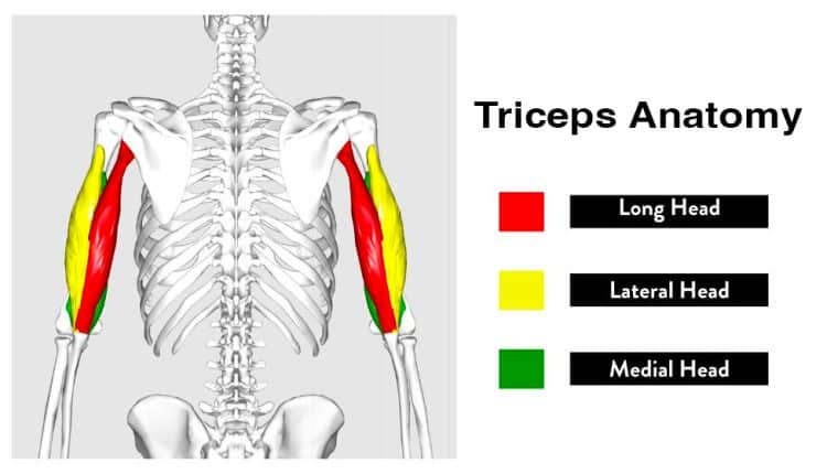 Triceps Anatomy