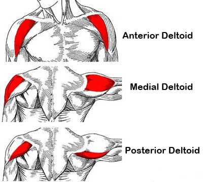 deltoid-anatomical.jpg
