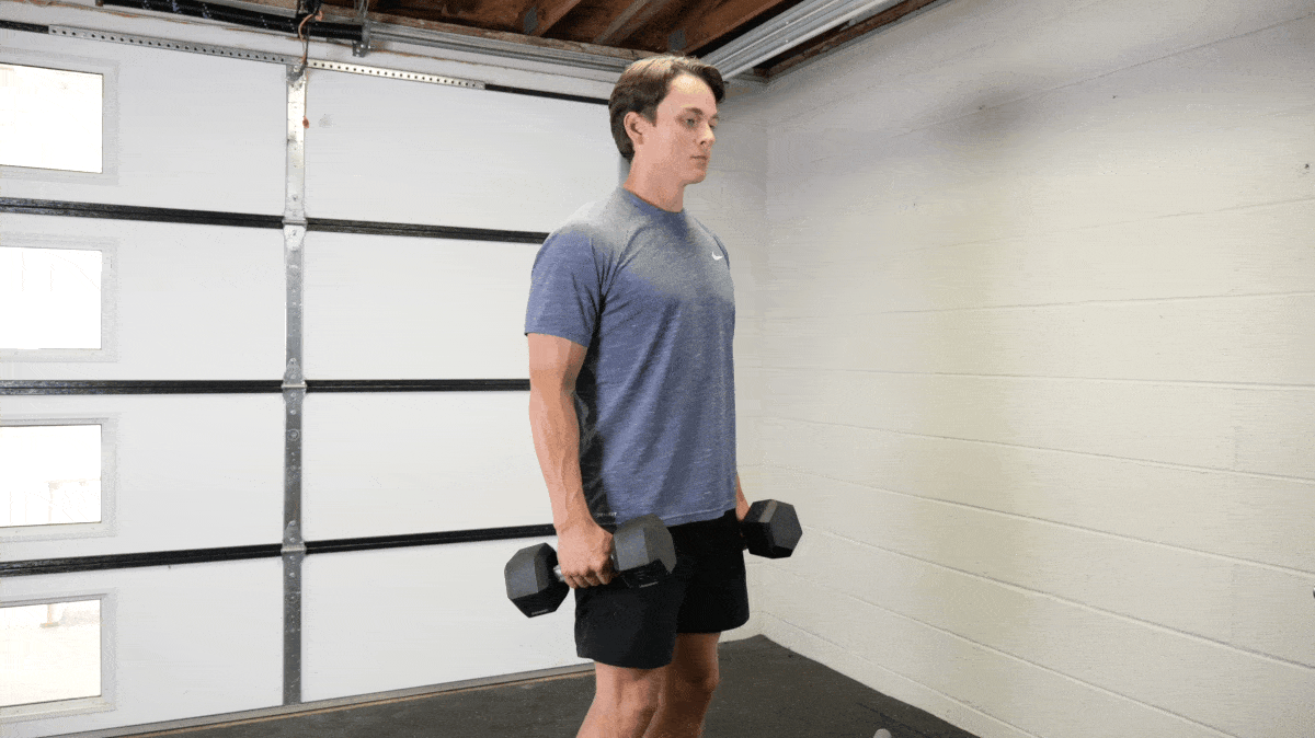 dumbbell-hammer-curl-barbend-movement-gif-masters.gif